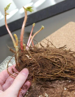 Menu Deer Resistant Shade Garden Collection -Holland Bulb Farms 77251 bridal veil astilbe 2 1