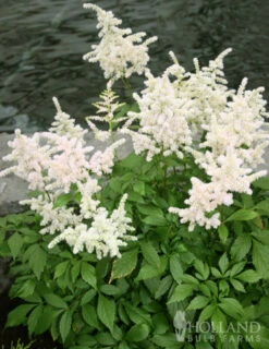 Menu Deer Resistant Shade Garden Collection -Holland Bulb Farms 77251 bridal veil astilbe 3 1