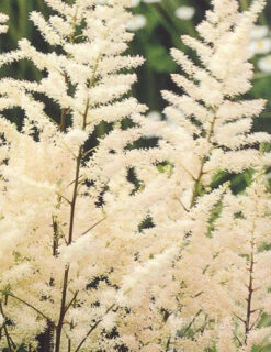 Menu Long Blooming Shade Garden Collection -Holland Bulb Farms 77251 bridal veil astilbe 4