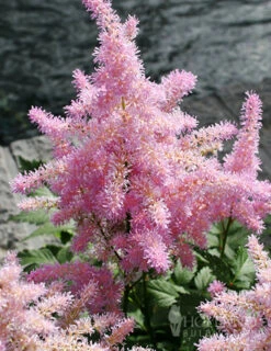 Menu Shady Summer Days Perennial Garden -Holland Bulb Farms 77252 sprite pink astilbe 3