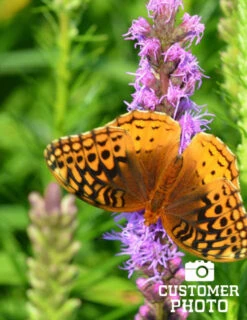 Menu Bridget's Vibrant Sun Perennial Trio -Holland Bulb Farms 77253 liatris 4 1