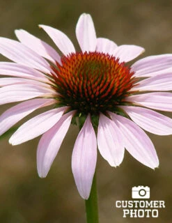 Menu Deer Resistant Sun Garden Collection -Holland Bulb Farms 77255 2018 07 11 purple coneflower joan geraldson 2