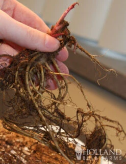 Menu Deer Resistant Sun Garden Collection -Holland Bulb Farms 77255 magnus purple coneflower 2 2