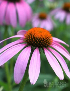 Menu Perennial Cutflower Garden -Holland Bulb Farms 77255 magnus purple coneflower