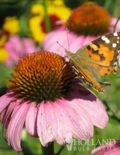 Menu Deer Resistant Sun Garden Collection -Holland Bulb Farms 77255 magnus purple coneflower 3 1