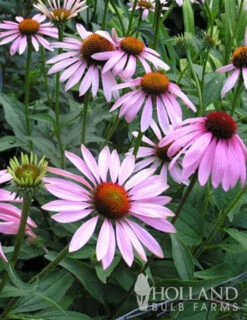Menu Mid Summer Perennial Collection -Holland Bulb Farms 77255 magnus purple coneflower 4