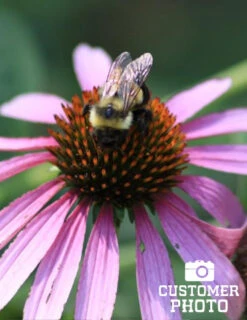 Menu Deer Resistant Sun Garden Collection -Holland Bulb Farms 77255 magnus purple coneflower 5 1