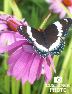 Menu Deer Resistant Sun Garden Collection -Holland Bulb Farms 77255 magnus purple coneflower 6 1