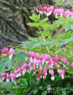 Menu Bleeding Hearts Collection -Holland Bulb Farms 77256 bleeding hearts 2 2
