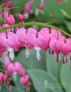 Menu Pink Bleeding Hearts