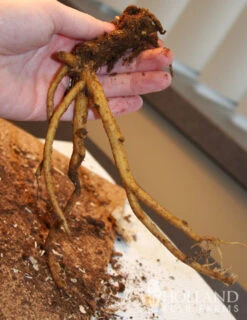 Menu Pink Bleeding Hearts -Holland Bulb Farms 77256 pink bleeding hearts 4 1