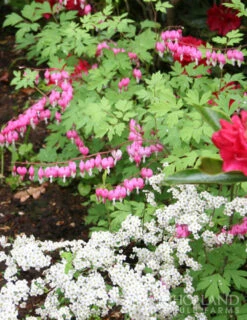 Menu Shady Blooms Spring Through Summer Collection -Holland Bulb Farms 77256 pink bleeding hearts 5 3