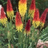 Menu Red Hot Poker - Torch Lily Value Bag -Holland Bulb Farms 77259 red hot poker torch lily