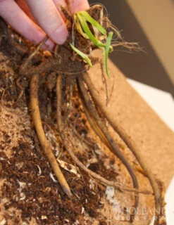 Menu Ultimate Sun Perennial Value Collection -Holland Bulb Farms 77259 red hot poker torch lily 2 1