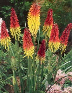 Menu Red Hot Poker - Torch Lily Value Bag