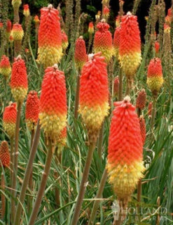 Menu Red Hot Poker - Torch Lily Value Bag -Holland Bulb Farms 77259 red hot poker torch lily 3