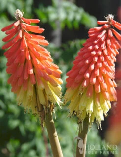 Menu Ultimate Sun Perennial Value Collection -Holland Bulb Farms 77259 red hot poker torch lily 4 1