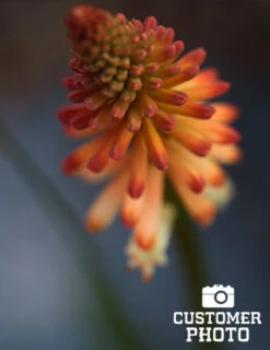 Menu Ultimate Sun Perennial Value Collection -Holland Bulb Farms 77259 red hot poker torch lily 5 1