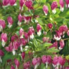 Menu Pink Bleeding Hearts Value Pack -Holland Bulb Farms 77260 pink bleeding hearts value pack 1
