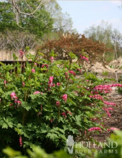 Menu Perennial Shade Value Collection -Holland Bulb Farms 77260 pink bleeding hearts value pack 3 2