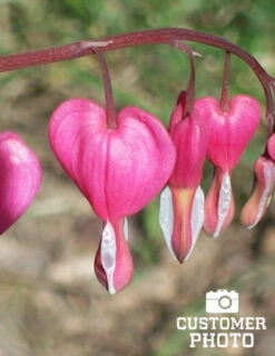 Menu Pink Bleeding Hearts Value Pack -Holland Bulb Farms 77260 pink bleeding hearts value pack 4 1