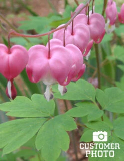 Menu Pink Bleeding Hearts Value Pack -Holland Bulb Farms 77260 pink bleeding hearts value pack 5 1
