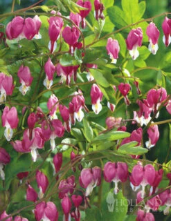 Menu Perennial Shade Value Collection -Holland Bulb Farms 77260 pink bleeding hearts value pack 6