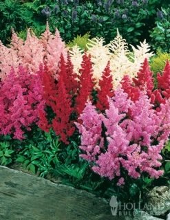 Menu Perennial Shade Value Collection -Holland Bulb Farms 77261 mixed astilbe 1