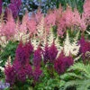 Menu Plum Bouquet Astilbe Mix -Holland Bulb Farms 77265 astilbe mix plum 2