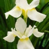 Menu White Swirl Siberian Iris -Holland Bulb Farms 77271 white swirl siberian iris 3