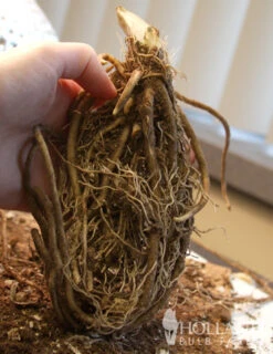 Menu Blue Hosta Collection -Holland Bulb Farms 77275 big daddy hosta 2 1