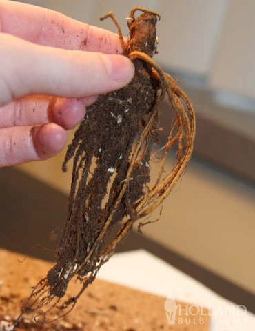 Menu Peppy Shade Garden Collection 8 Menu Peppy Shade Garden Collection - Image 6