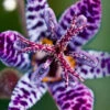 Menu Blue Wonder Toad Lily
