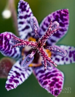 Menu Blue Wonder Toad Lily