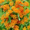 Menu Butterfly Weed -Holland Bulb Farms 77279 butterfly weed 3