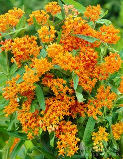 Menu Sunny Perennial Mailbox Garden -Holland Bulb Farms 77279 butterfly weed 3 2