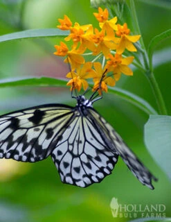 Menu Pollinator Pleaser Perennial Garden Collection 22 Menu Pollinator Pleaser Perennial Garden Collection -Holland Bulb Farms 77279 butterfly weed 4 1