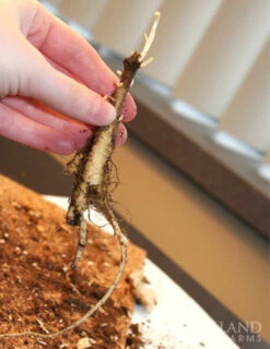 Menu Splash Of Summer Sun Garden Kit -Holland Bulb Farms 77279 butterfly weed 5 4