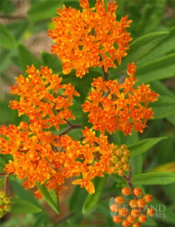 Menu Splash Of Summer Sun Garden Kit -Holland Bulb Farms 77279 butterfly weed 7