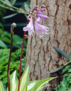 Menu Hosta Collectors Garden Collection -Holland Bulb Farms 77280 cherry berry hosta 2 1