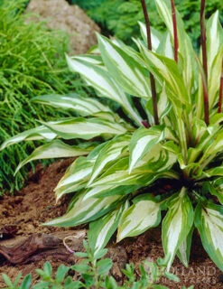 Menu Hosta Collectors Garden Collection -Holland Bulb Farms 77280 cherry berry hosta 4 1