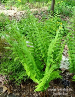 Menu Goldie's Giant Wood Fern