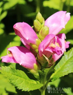 Menu Best Perennials For Wet Soil -Holland Bulb Farms 77291 rose turtlehead