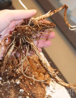 Menu Shady Blooms Spring Through Summer Collection -Holland Bulb Farms 77291 rose turtlehead 3 2