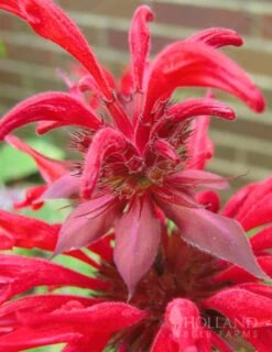 Menu Bridget's Vibrant Sun Perennial Trio -Holland Bulb Farms 77301 fireball bee balm