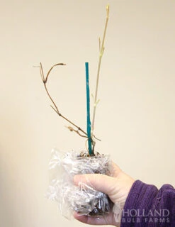 Menu Comtesse De Bouchaud Clematis -Holland Bulb Farms 77305 comtesse de bouchaud clematis 2