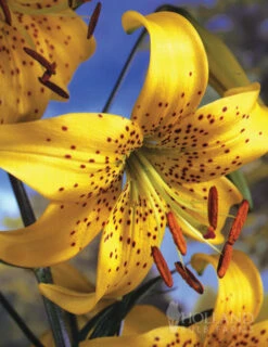 Menu Glowing Sunshine Lily Collection -Holland Bulb Farms 77311 pearl jennifer tiger lily 4