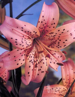 Menu Tiger Lily Collection -Holland Bulb Farms 77312 pink flavour tiger lily 1