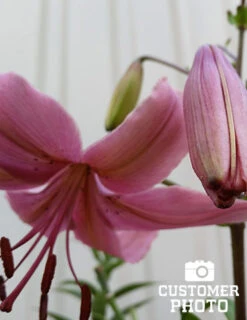 Menu Pink Flavour Tiger Lily 7 Menu Pink Flavour Tiger Lily -Holland Bulb Farms 77312 pink flavour tiger lily 3