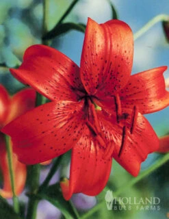 Menu Red Hot Lily Collection -Holland Bulb Farms 77313 red tiger lily 1